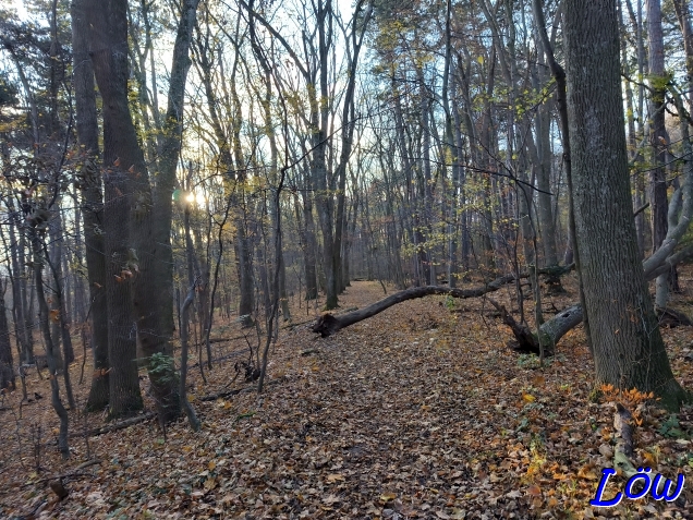 12.11.2025 - Sonne vor dem Nebel